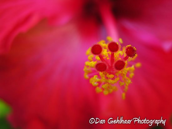 Hibiscus Closeup