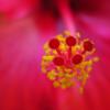 Hibiscus Closeup