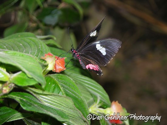 Black Butterfly
