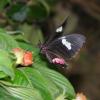 Black Butterfly