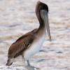 Brown Pelican