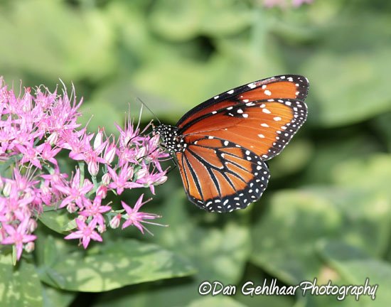 Monarch