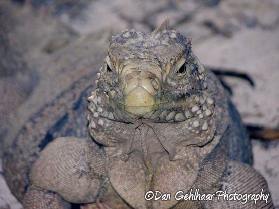 Iguana Face