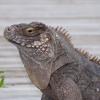 Iguana Closeup