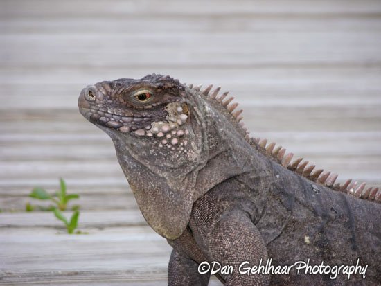 Iguana Closeup