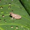 Frog with Drops