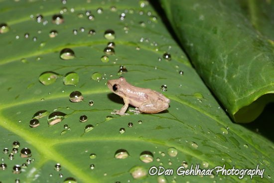 Frog with Drops