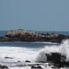 Bird Rock