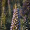 Flower Spire