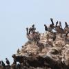 Pelicans on Rock