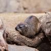 Rock Hyrax