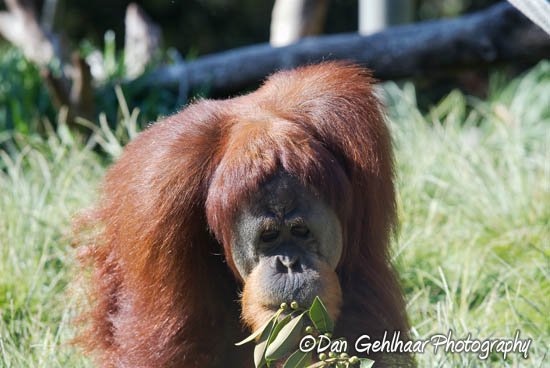 Orangutan