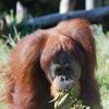 Orangutan