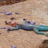 Rainbow Lizard