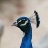 Peacock Portrait