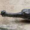 Gharial