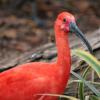 Scarlet Ibis