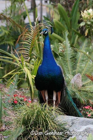 Peacock in Paradise