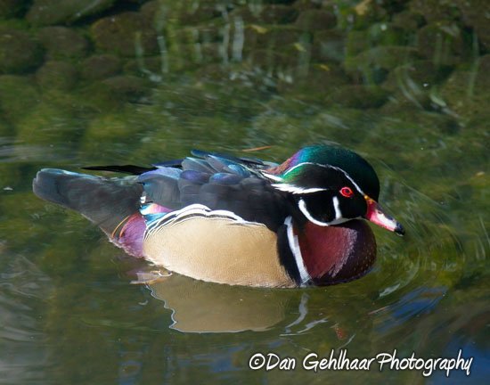 Wood Duck