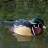 Wood Duck
