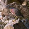 Green Heron