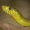 Green Mamba