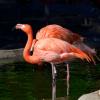 Chilean Flamingoes