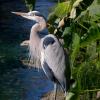 Great Blue Heron
