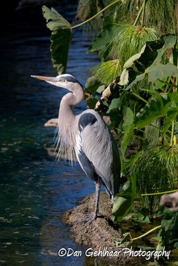 Great Blue Heron