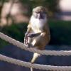 Spider Monkey