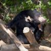 Sun Bear
