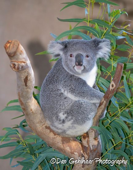 Koala