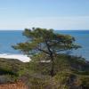 Lone Tree