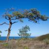 The Tree Beneath