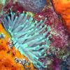 Diagonal Anemone