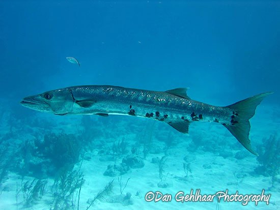 Barracuda