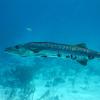 Barracuda