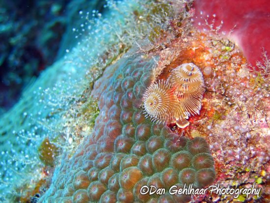 Christmas Tree Worm