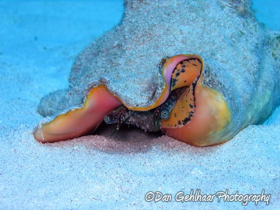 Conch
