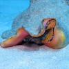 Conch