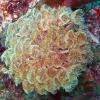 Feather Duster Cluster