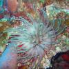 Caribbean Anemone