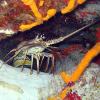 Spiny Lobster