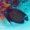 French Angelfish