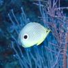 Four-Eye Butterfly Fish