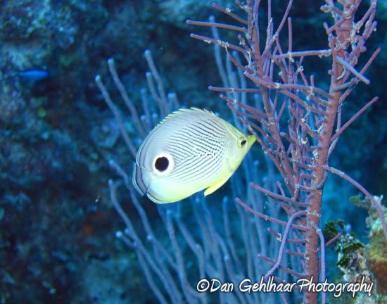 Four-Eye Butterfly Fish