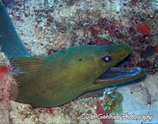 Green Moray Eel