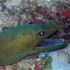 Green Moray Eel