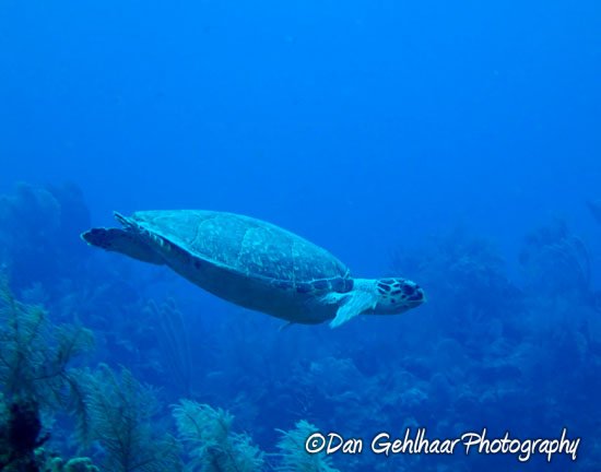 Turtle