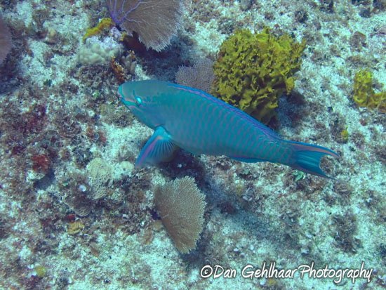 Stoplight Parrotfish